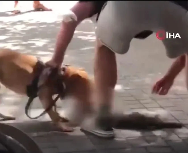 Sahibinin yanında köpek kediyi parçalıyor!