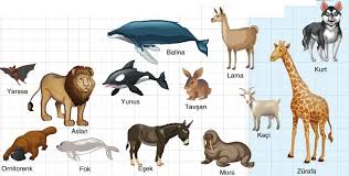 Omurgalı hayvanlar nelerdir, özellikleri nedir?